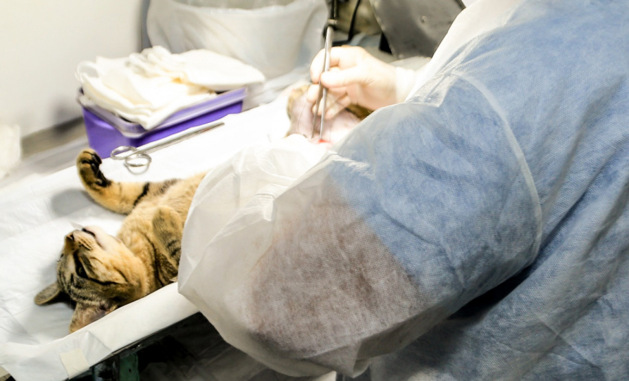 O Programa Estadual Permanente de Esterilização de Cães e Gatos está em Capanema com a castração de 166 cães e gatos.  -  Foto: Divulgação SEDEST