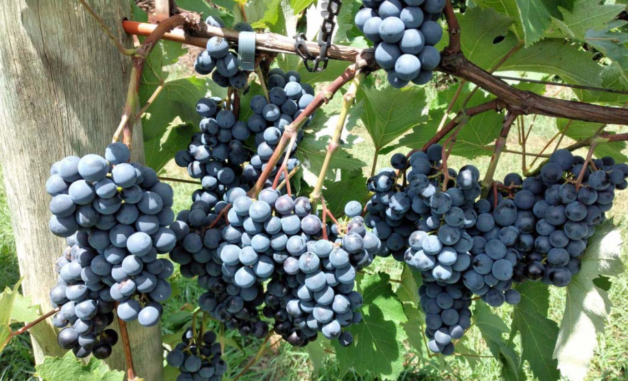 O Instituto de Desenvolvimento Rural do Paraná ? Iapar-Emater (IDR-Paraná) está lançando o livro Viticultura Tropical: o sistema de produção de uvas de mesa do Paraná. - Foto: Divulgação IDR-Paraná