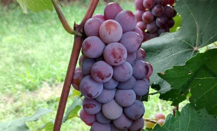 O Instituto de Desenvolvimento Rural do Paraná ? Iapar-Emater (IDR-Paraná) está lançando o livro Viticultura Tropical: o sistema de produção de uvas de mesa do Paraná.  -  Foto: Divulgação IDR-Paraná