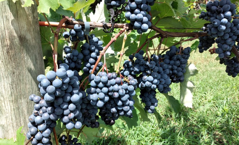 O Instituto de Desenvolvimento Rural do Paraná ? Iapar-Emater (IDR-Paraná) está lançando o livro Viticultura Tropical: o sistema de produção de uvas de mesa do Paraná.  -  Foto: Divulgação IDR-Paraná