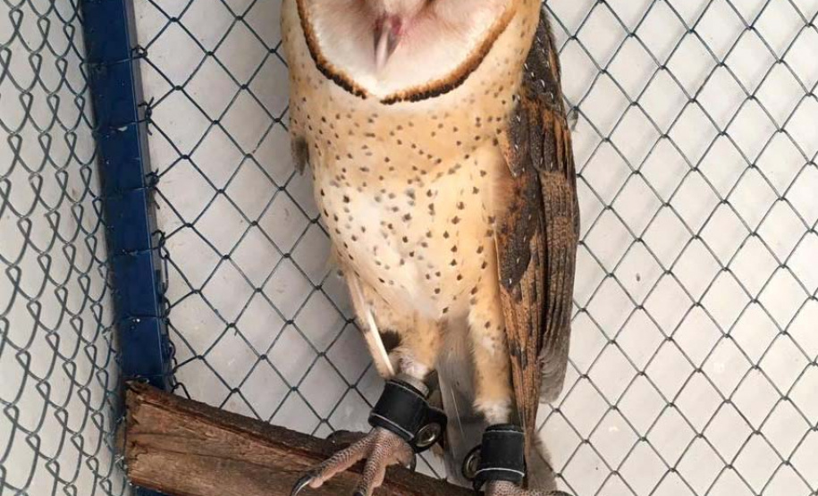 Animais silvestres estão sendo cada vez mais procurados para se ter em casa. A equipe da Fauna do IAT resgatou na última quarta-feira (3) uma coruja que apareceu no 7º andar de um apartamento no Centro de Curitiba. A coruja da espécie Tyto furcata, conhecida como Coruja-das-torres, possuía anilhas. Na foto, a coruja chamada Raja e seu tutor Alisson. Curitiba, 05/02/2021  -  Foto: Divulgação IAT