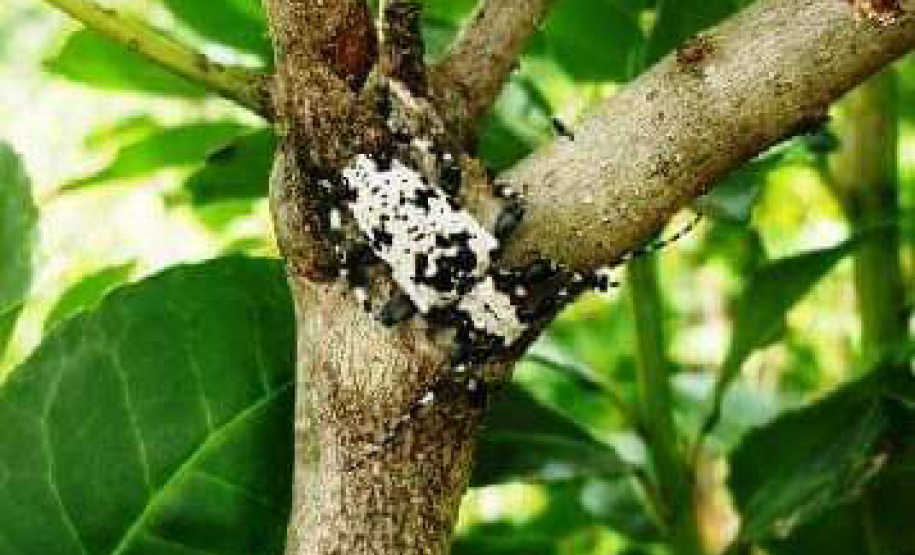 A Universidade Estadual do Oeste do Paraná (Unioeste), em parceria com o Instituto Nacional de Tecnología Agropecuária (Inta) da Argentina, desenvolve dois projetos de controle de pragas da erva-mate. A planta, utilizada na produção do chimarrão, é responsável por uma cadeia produtiva que movimenta R$ 1,2 bilhão de dólares ao ano.  -  Foto: Divulgação Unioeste