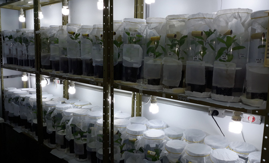 A Universidade Estadual do Oeste do Paraná (Unioeste), em parceria com o Instituto Nacional de Tecnología Agropecuária (Inta) da Argentina, desenvolve dois projetos de controle de pragas da erva-mate. A planta, utilizada na produção do chimarrão, é responsável por uma cadeia produtiva que movimenta R$ 1,2 bilhão de dólares ao ano.  -  Foto: Divulgação Unioeste