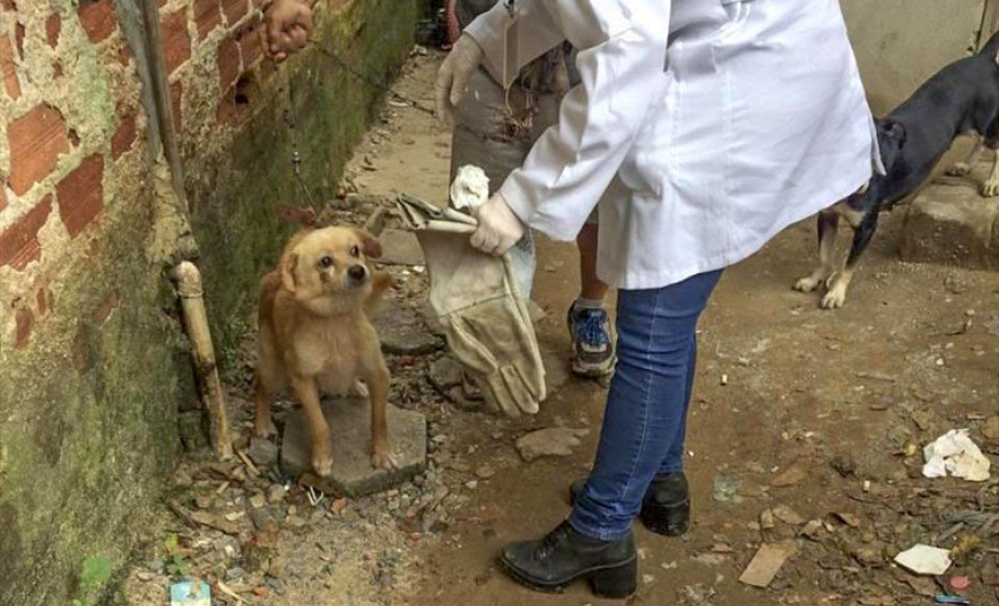 O Governo do Estado promove a segunda edição do curso a distância para preparar profissionais no atendimento de denúncias de animais vítimas de maus-tratos.  -  Foto: Divulgação Prefeitura de Curitiba