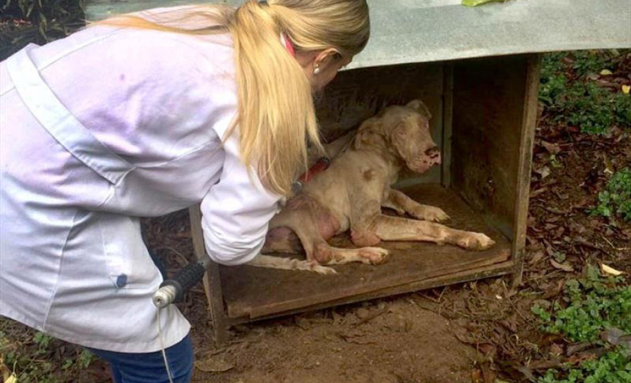 O Governo do Estado promove a segunda edição do curso a distância para preparar profissionais no atendimento de denúncias de animais vítimas de maus-tratos.  -  Foto: Divulgação Prefeitura de Curitiba