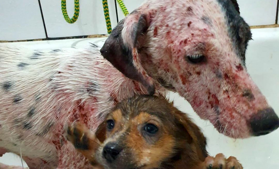 O Governo do Estado promove a segunda edição do curso a distância para preparar profissionais no atendimento de denúncias de animais vítimas de maus-tratos.  -  Foto: Divulgação ONG 4 Patas