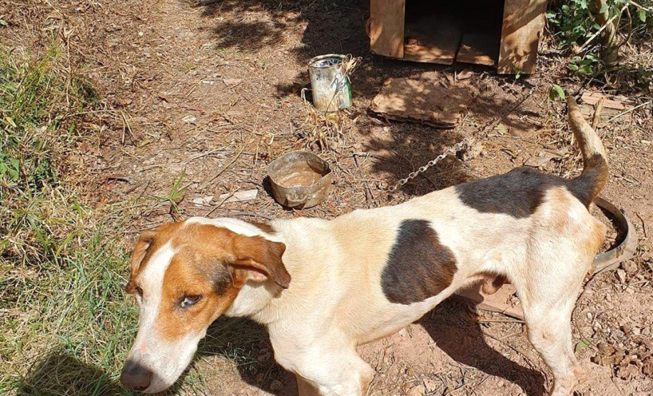 O Governo do Estado promove a segunda edição do curso a distância para preparar profissionais no atendimento de denúncias de animais vítimas de maus-tratos.  -  Foto: Divulgação ONG 4 Patas