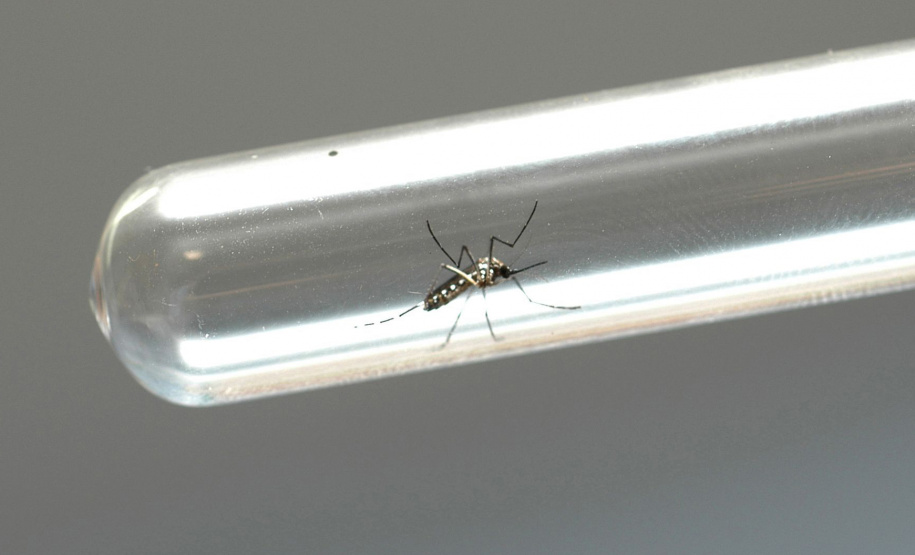 Paraná registra 132 novos confirmados de dengue. Foto: Arquivo AEN