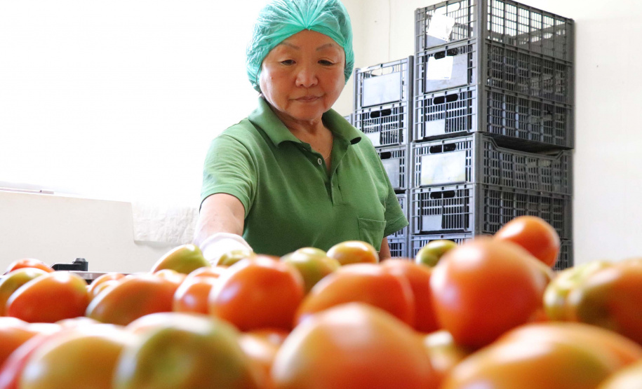 O Instituto de Tecnologia do Paraná já certificou cerca de 700 produtores paranaenses por meio do Paraná Mais Orgânico, desde 2009. O programa do Governo do Estado orienta agricultores familiares interessados em produzir alimentos orgânicos e certifica aqueles que já seguem as técnicas de manejo desta modalidade de produção. Foto: Tecpar