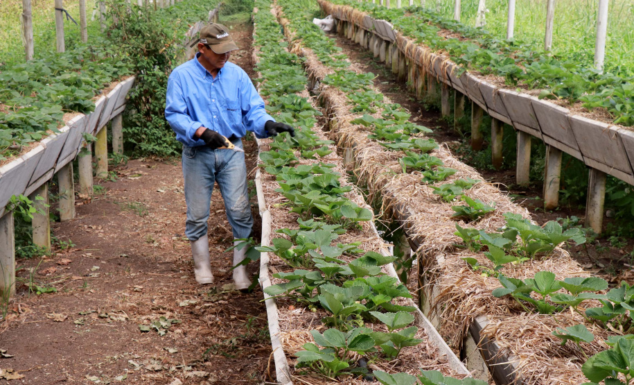 O Instituto de Tecnologia do Paraná já certificou cerca de 700 produtores paranaenses por meio do Paraná Mais Orgânico, desde 2009. O programa do Governo do Estado orienta agricultores familiares interessados em produzir alimentos orgânicos e certifica aqueles que já seguem as técnicas de manejo desta modalidade de produção. Foto: Tecpar