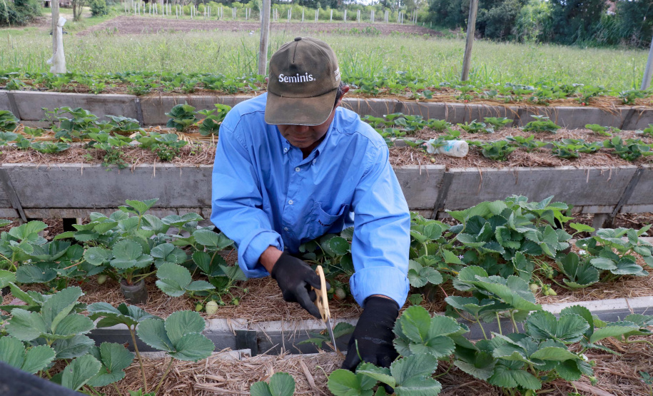 O Instituto de Tecnologia do Paraná já certificou cerca de 700 produtores paranaenses por meio do Paraná Mais Orgânico, desde 2009. O programa do Governo do Estado orienta agricultores familiares interessados em produzir alimentos orgânicos e certifica aqueles que já seguem as técnicas de manejo desta modalidade de produção. Foto: Tecpar