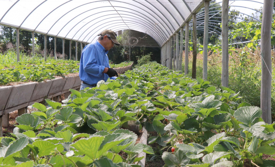 O Instituto de Tecnologia do Paraná já certificou cerca de 700 produtores paranaenses por meio do Paraná Mais Orgânico, desde 2009. O programa do Governo do Estado orienta agricultores familiares interessados em produzir alimentos orgânicos e certifica aqueles que já seguem as técnicas de manejo desta modalidade de produção. Foto: Tecpar