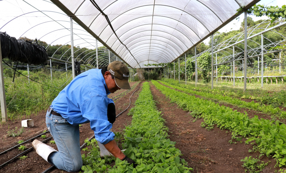 O Instituto de Tecnologia do Paraná já certificou cerca de 700 produtores paranaenses por meio do Paraná Mais Orgânico, desde 2009. O programa do Governo do Estado orienta agricultores familiares interessados em produzir alimentos orgânicos e certifica aqueles que já seguem as técnicas de manejo desta modalidade de produção. Foto: Tecpar