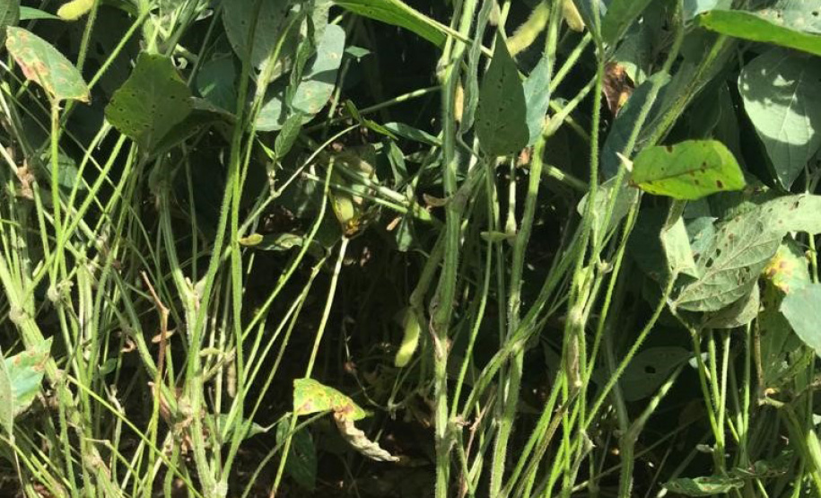 IDR-Paraná emite nota técnica sobre abortamento de vagens em soja. Foto:IDR