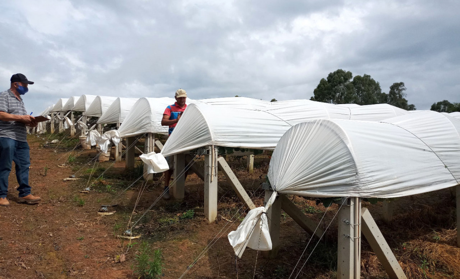 A Ceasa Paraná e o Instituto de Desenvolvimento Rural do Paraná - Iapar-Emater firmaram um termo de cooperação técnica financeira para ações integradas voltadas ao desenvolvimento rural e a inserção de agricultores familiares no processo de comercialização de hortigranjeiros.  -  Foto: Divulgação IDR/Ceasa Paraná