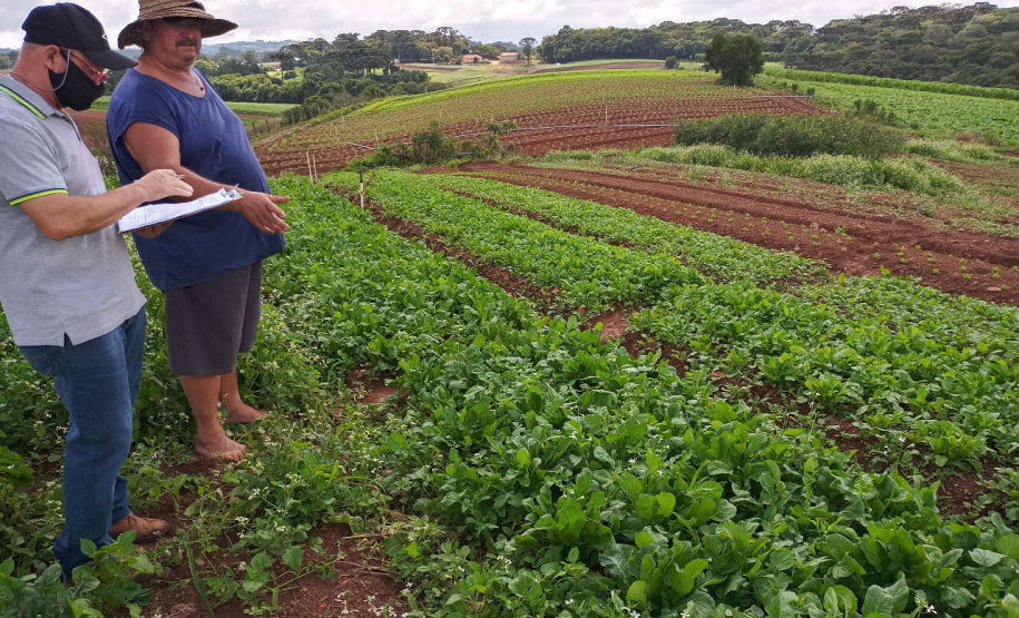 A Ceasa Paraná e o Instituto de Desenvolvimento Rural do Paraná - Iapar-Emater firmaram um termo de cooperação técnica financeira para ações integradas voltadas ao desenvolvimento rural e a inserção de agricultores familiares no processo de comercialização de hortigranjeiros.  -  Foto: Divulgação IDR/Ceasa Paraná