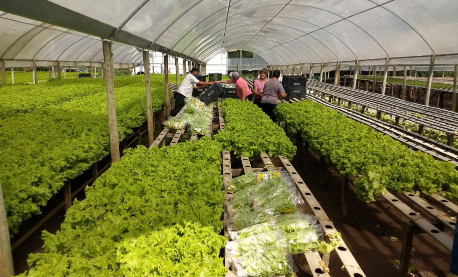 A Ceasa Paraná e o Instituto de Desenvolvimento Rural do Paraná - Iapar-Emater firmaram um termo de cooperação técnica financeira para ações integradas voltadas ao desenvolvimento rural e a inserção de agricultores familiares no processo de comercialização de hortigranjeiros.  -  Foto: Divulgação IDR/Ceasa Paraná