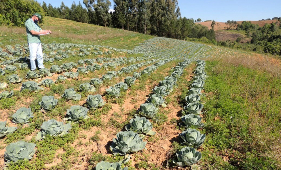 A Ceasa Paraná e o Instituto de Desenvolvimento Rural do Paraná ? Iapar-Emater firmaram um termo de cooperação técnica financeira para ações integradas voltadas ao desenvolvimento rural e a inserção de agricultores familiares no processo de comercialização de hortigranjeiros.  -  Foto: Divulgação IDR/Ceasa Paraná