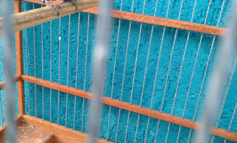 A criação amadora de aves passeriformes nativas, popularmente conhecidas como passarinhos, possui legislação própria para regulamentar todo o processo, desde a aquisição do animal até cuidados diários.  -  Foto: Fernanda Felisbino / Bióloga IAT