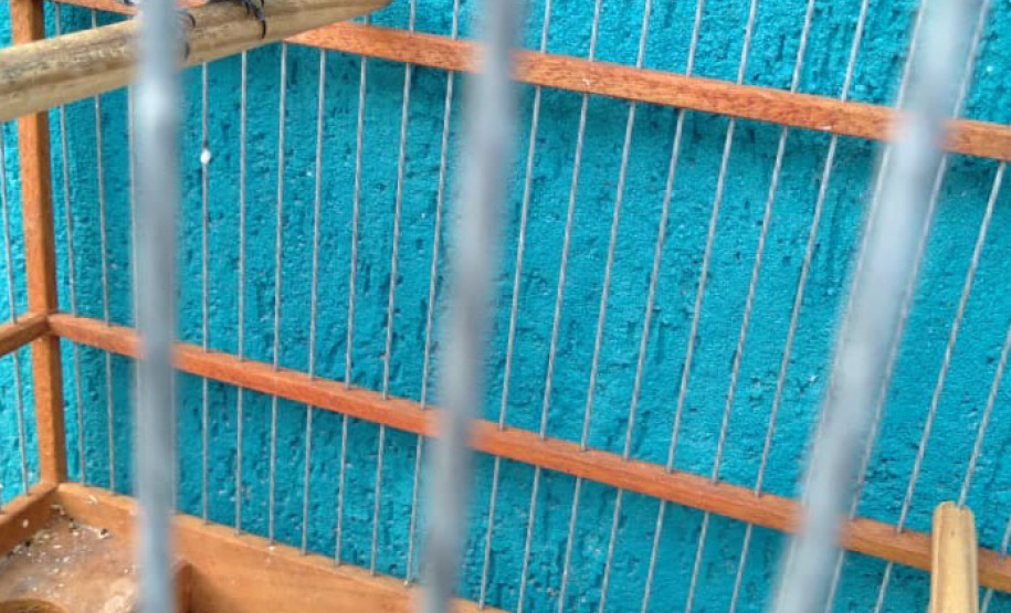 A criação amadora de aves passeriformes nativas, popularmente conhecidas como passarinhos, possui legislação própria para regulamentar todo o processo, desde a aquisição do animal até cuidados diários.  -  Foto: Fernanda Felisbino / Bióloga IAT