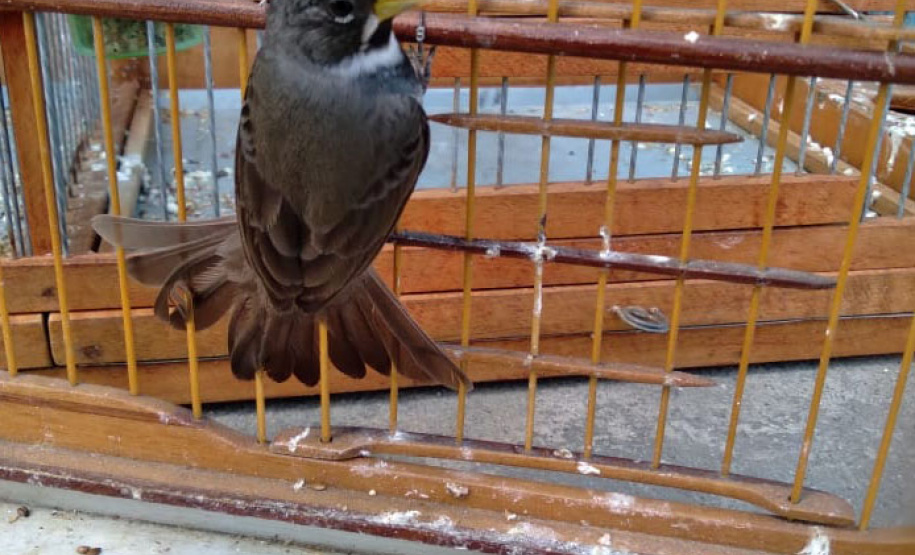 A criação amadora de aves passeriformes nativas, popularmente conhecidas como passarinhos, possui legislação própria para regulamentar todo o processo, desde a aquisição do animal até cuidados diários.  -  Foto: Fernanda Felisbino / Bióloga IAT