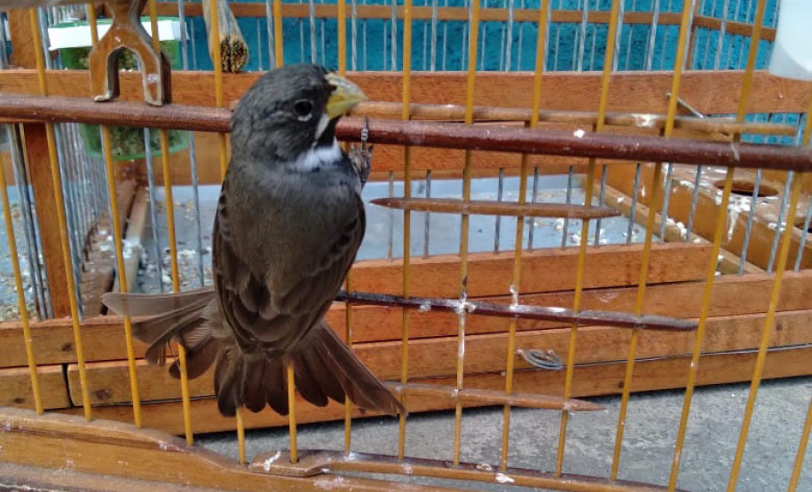 A criação amadora de aves passeriformes nativas, popularmente conhecidas como passarinhos, possui legislação própria para regulamentar todo o processo, desde a aquisição do animal até cuidados diários.  -  Foto: Fernanda Felisbino / Bióloga IAT