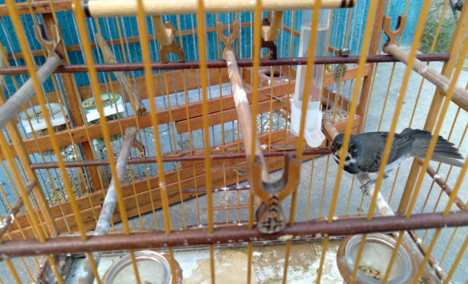 A criação amadora de aves passeriformes nativas, popularmente conhecidas como passarinhos, possui legislação própria para regulamentar todo o processo, desde a aquisição do animal até cuidados diários.  -  Foto: Fernanda Felisbino / Bióloga IAT