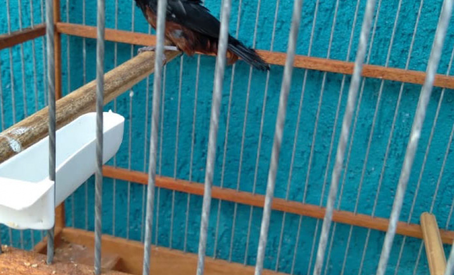 A criação amadora de aves passeriformes nativas, popularmente conhecidas como passarinhos, possui legislação própria para regulamentar todo o processo, desde a aquisição do animal até cuidados diários.  -  Foto: Fernanda Felisbino / Bióloga IAT