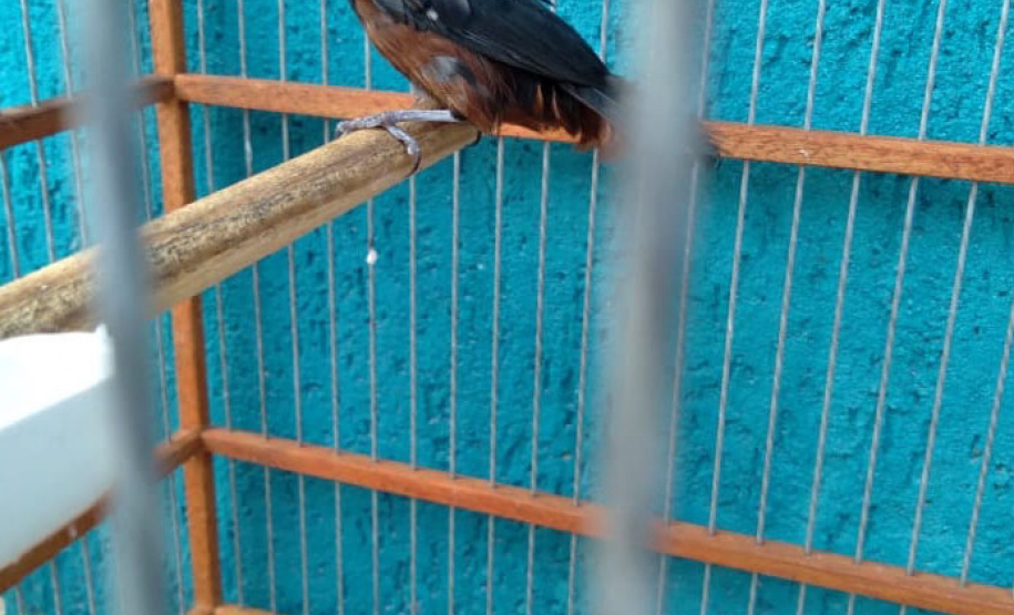 A criação amadora de aves passeriformes nativas, popularmente conhecidas como passarinhos, possui legislação própria para regulamentar todo o processo, desde a aquisição do animal até cuidados diários.  -  Foto: Fernanda Felisbino / Bióloga IAT