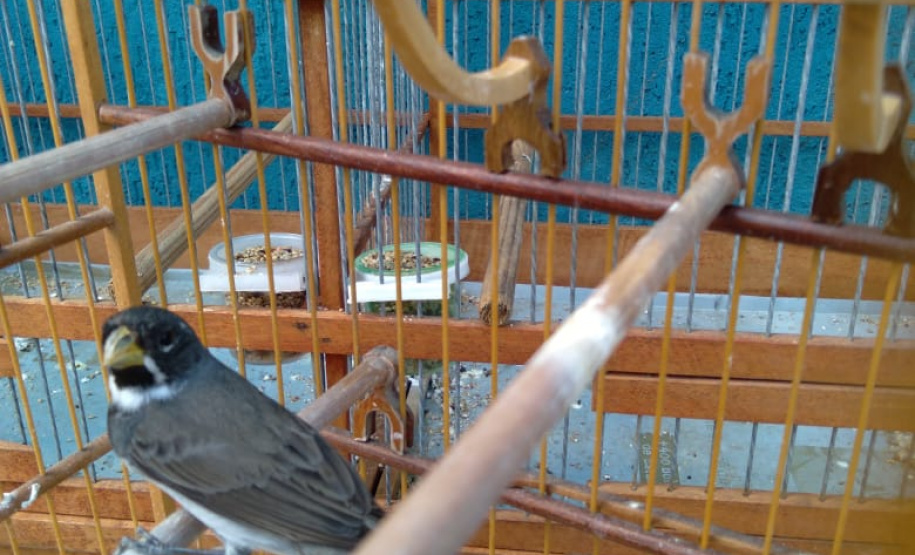 A criação amadora de aves passeriformes nativas, popularmente conhecidas como passarinhos, possui legislação própria para regulamentar todo o processo, desde a aquisição do animal até cuidados diários.  -  Foto: Fernanda Felisbino / Bióloga IAT