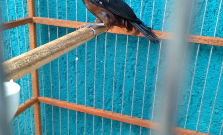 A criação amadora de aves passeriformes nativas, popularmente conhecidas como passarinhos, possui legislação própria para regulamentar todo o processo, desde a aquisição do animal até cuidados diários.  -  Foto: Fernanda Felisbino / Bióloga IAT