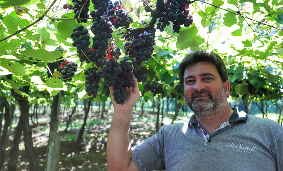 Vinícola Di Sandi. Bituruna. 02-2021