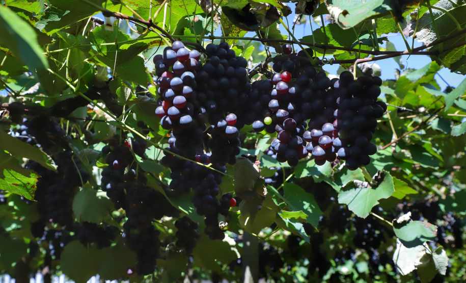 Vinícola Di Sandi. Bituruna. 02-2021