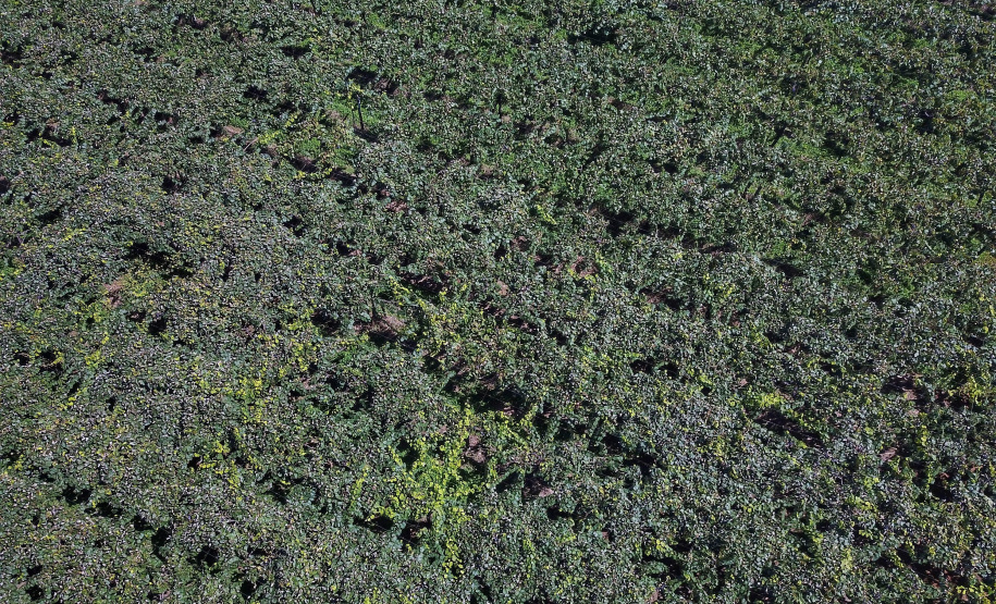 Vinícola Di Sandi. Bituruna. 02-2021