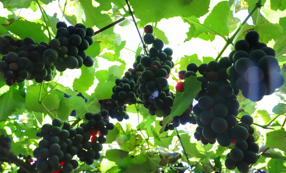 Vinícola Di Sandi. Bituruna. 02-2021