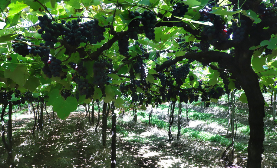 Vinícola Di Sandi. Bituruna. 02-2021