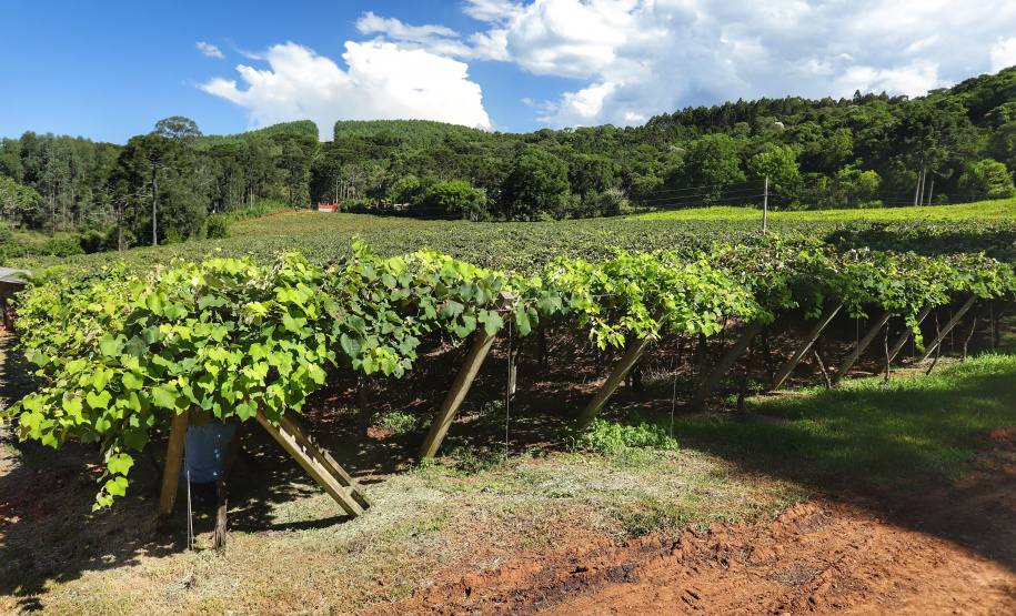 Vinícola Di Sandi. Bituruna. 02-2021
