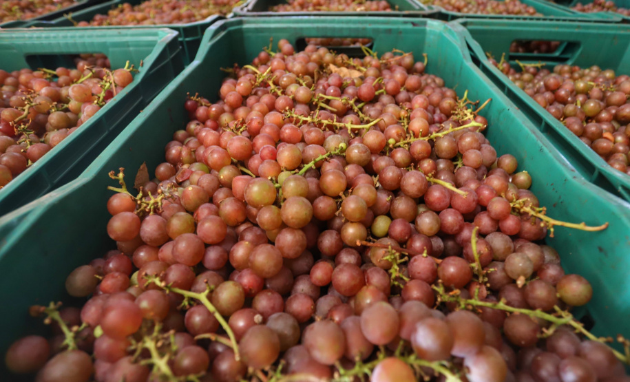 Vinícola Di Sandi. Bituruna. 02-2021