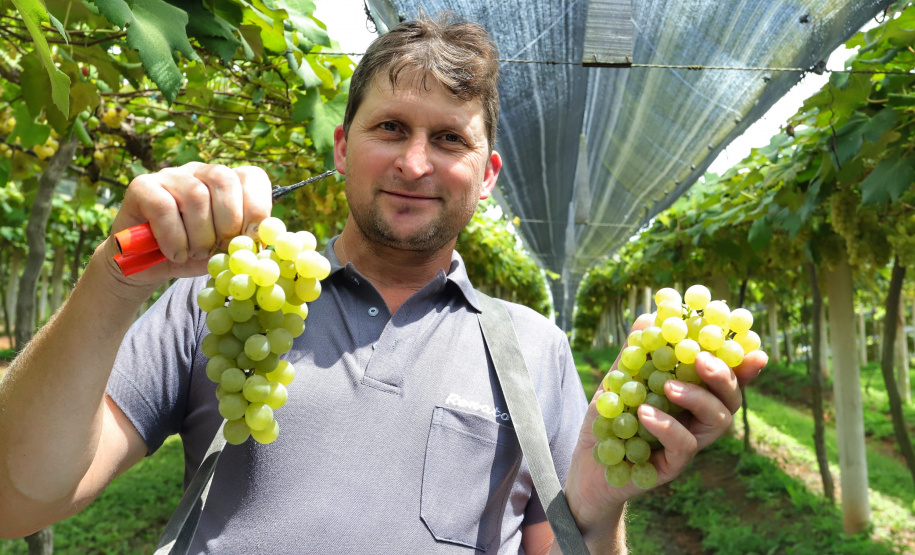 Produtor de uvas Renato Sandi. Bituruna - 02-2021