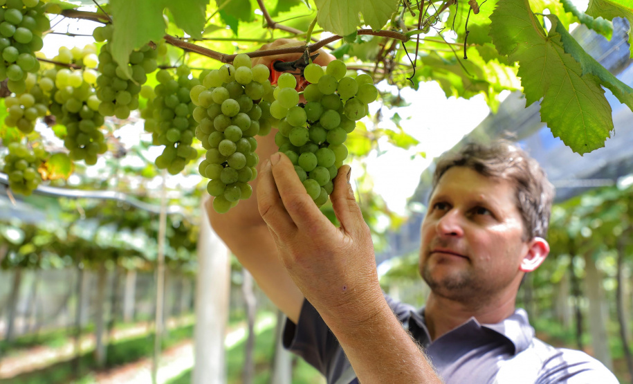 Produtor de uvas Renato Sandi. Bituruna - 02-2021