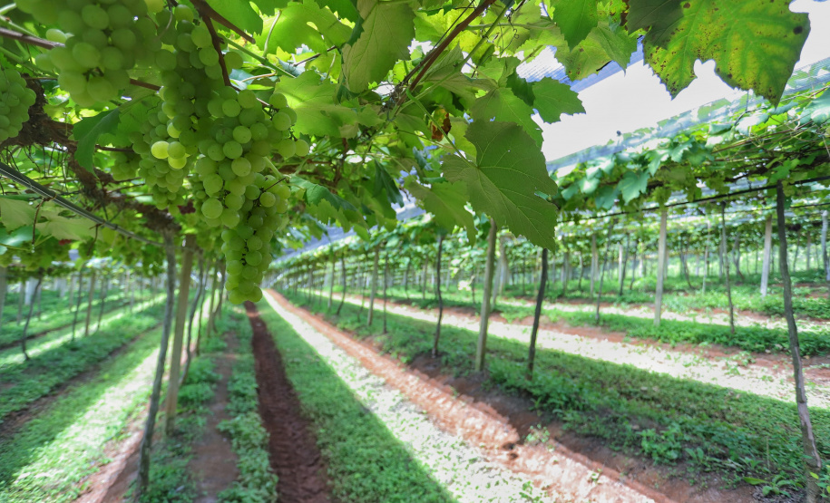 Produtor de uvas Renato Sandi. Bituruna - 02-2021