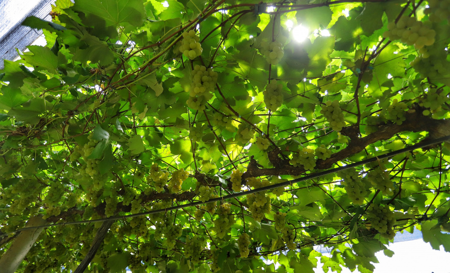 Produtor de uvas Renato Sandi. Bituruna - 02-2021