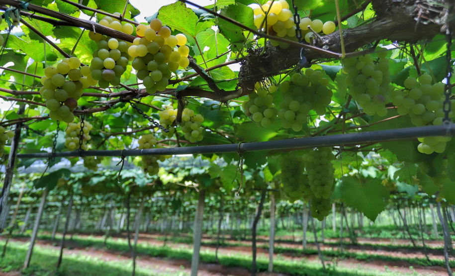 Produtor de uvas Renato Sandi. Bituruna - 02-2021