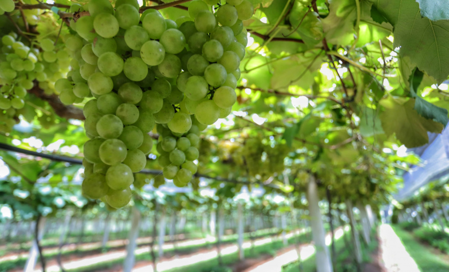 Produtor de uvas Renato Sandi. Bituruna - 02-2021