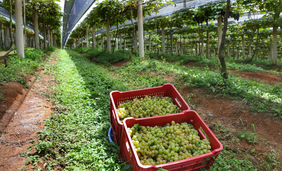 Produtor de uvas Renato Sandi. Bituruna - 02-2021