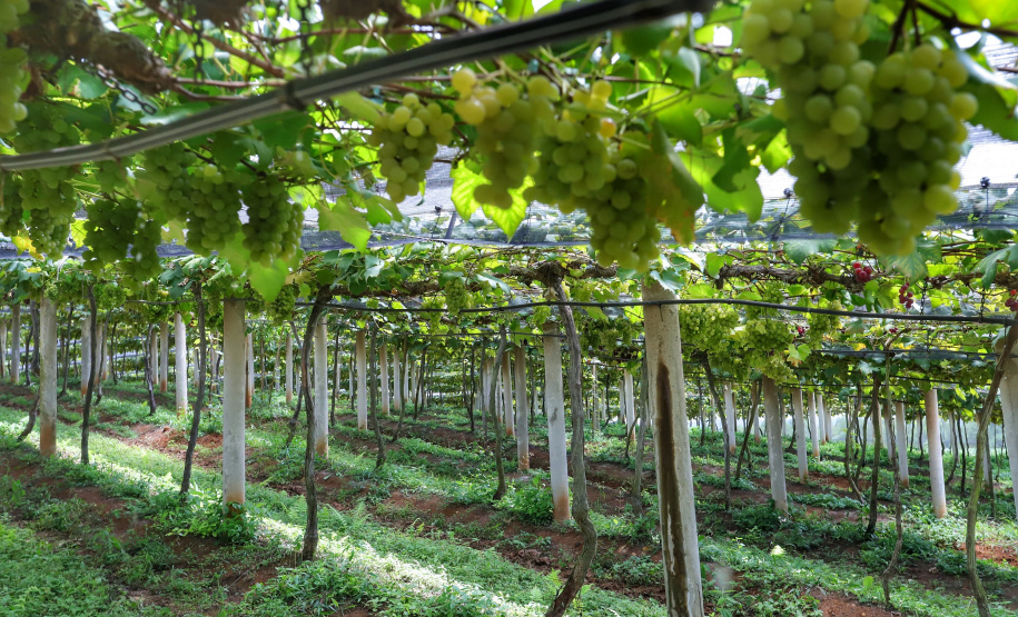 Produtor de uvas Renato Sandi. Bituruna - 02-2021
