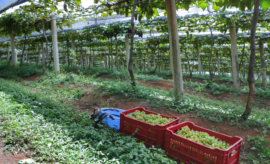 Produtor de uvas Renato Sandi. Bituruna - 02-2021