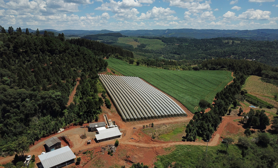 Produtor de uvas Renato Sandi. Bituruna - 02-2021