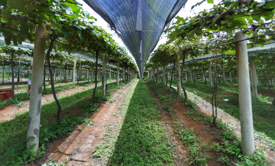Produtor de uvas Renato Sandi. Bituruna - 02-2021