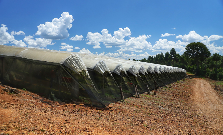 Produtor de uvas Renato Sandi. Bituruna - 02-2021